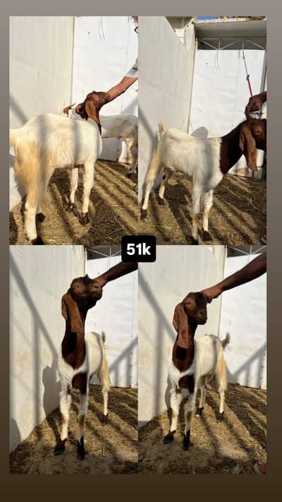 2 daant khassi available