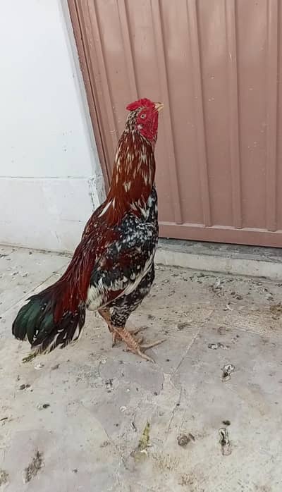 Aseel Miawali Cheena Murga for sale.