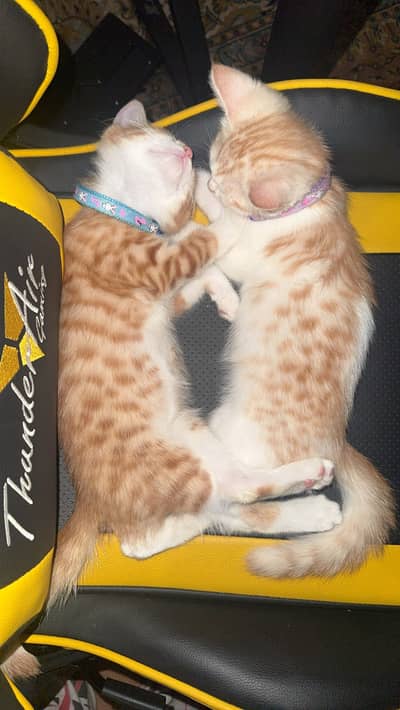 Ginger Tabby & Cream Kittens Pair Available