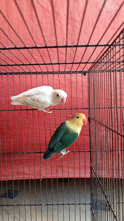 LOVE BIRDS ALBINO SPLIT, PARBLUE,GREEN FISHERIE 4 breeder PAIRS