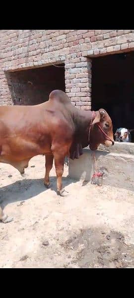 Bull 2 dant sahiwal nasal age 3 saal Qurbani K liya for sale