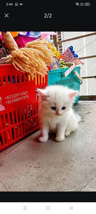 Persian kittens