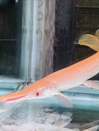 Albino alligator gar , albino arowana , phantom redtail catfish, oscar