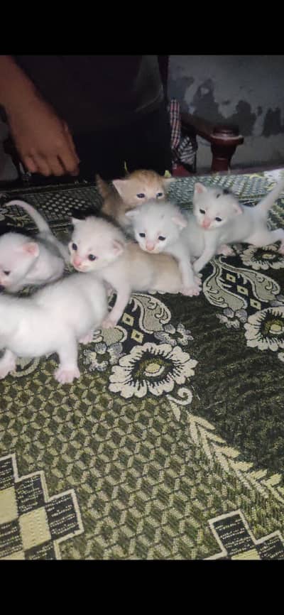 Pure Russian cat