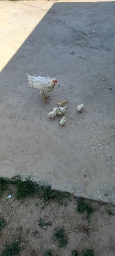 white aseel murgi or 6 bacha aseel