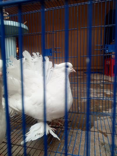 singapori white fantail