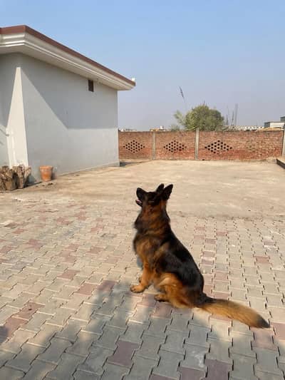 German Shepard Pedigree litters for sale