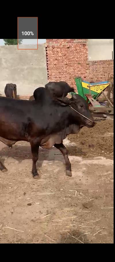 Qurbani janwar , cow