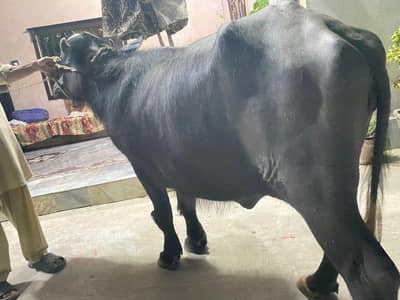 qurbani k ley tyar