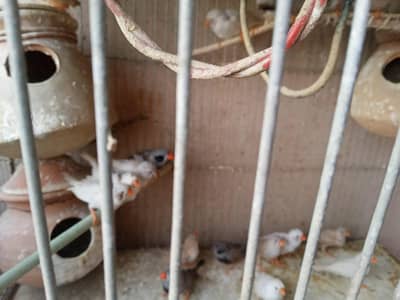 white and brown finches