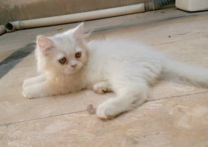 For sale females
