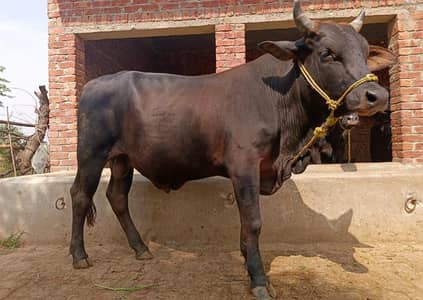 Wacha / Bashra /  Qurbani Janwar / Bulls / 2026