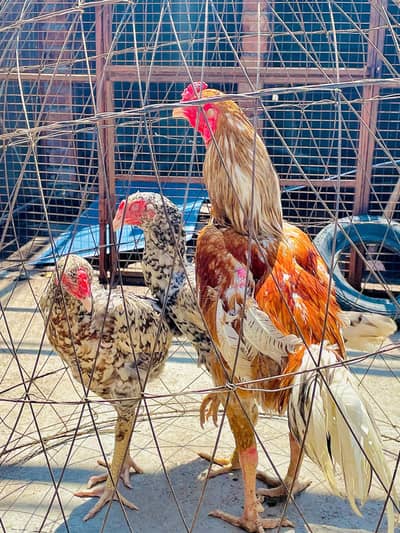 Pure aseel 1 male 3 female 03228997717