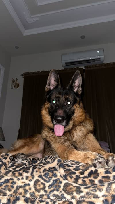 Male gsd available in multan