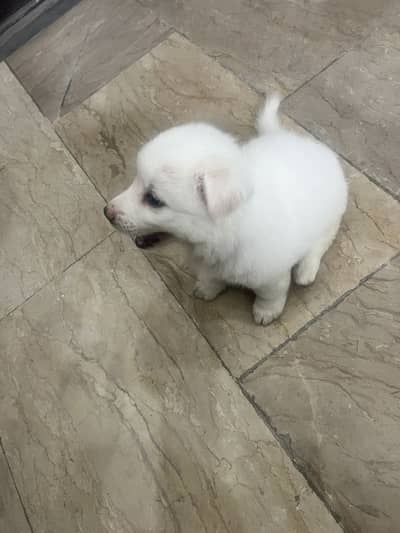 Snow color pup