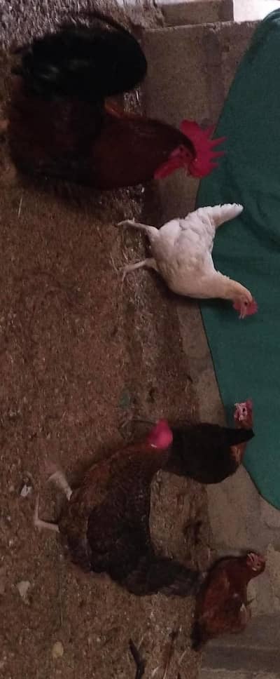 Desi/Misri Murgha and egg laying murghi for Sale 1 murgha and 4 murghi