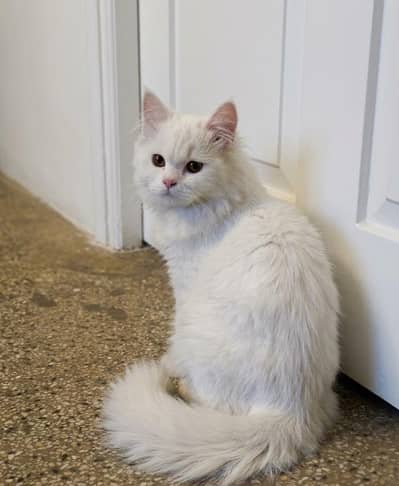 Persian Cat for sell