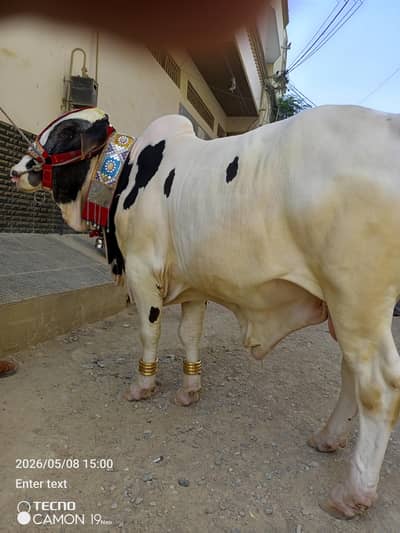 For sale 4 dant WhatsApp num :03112043460