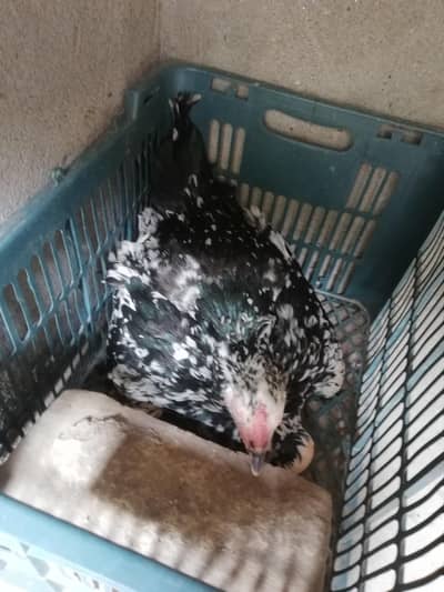 Kuruk, Shamo Chicks