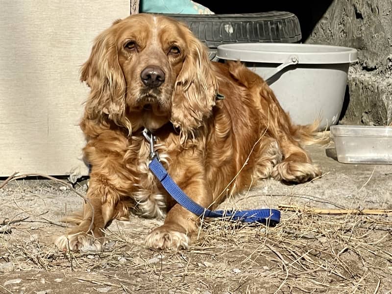 American cocker spaniel 0