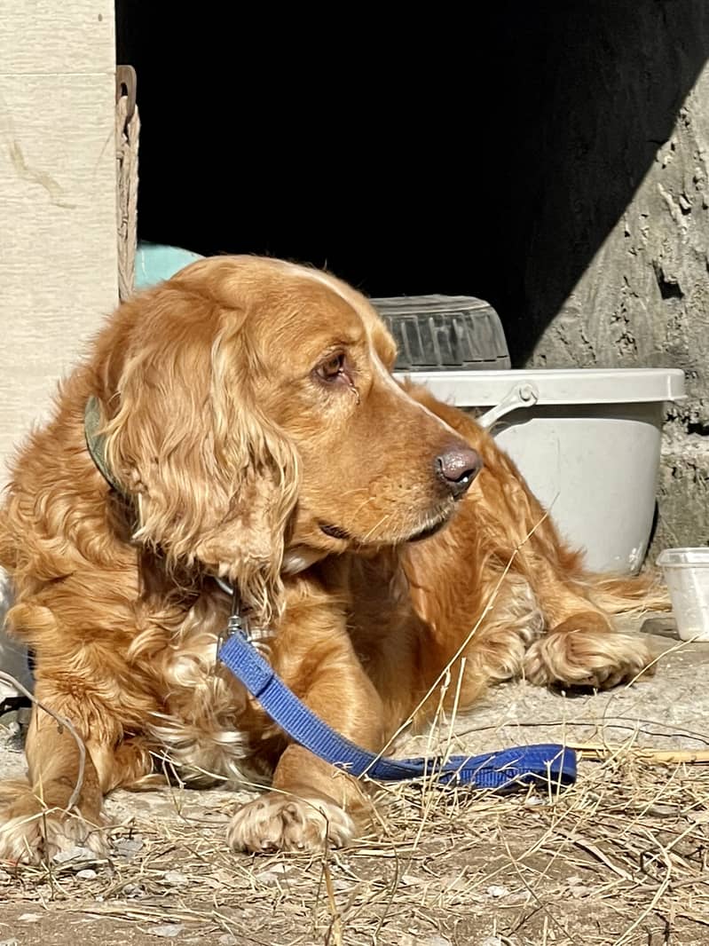 American cocker spaniel 1