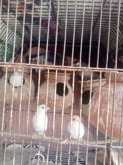 Java finches Ur finches