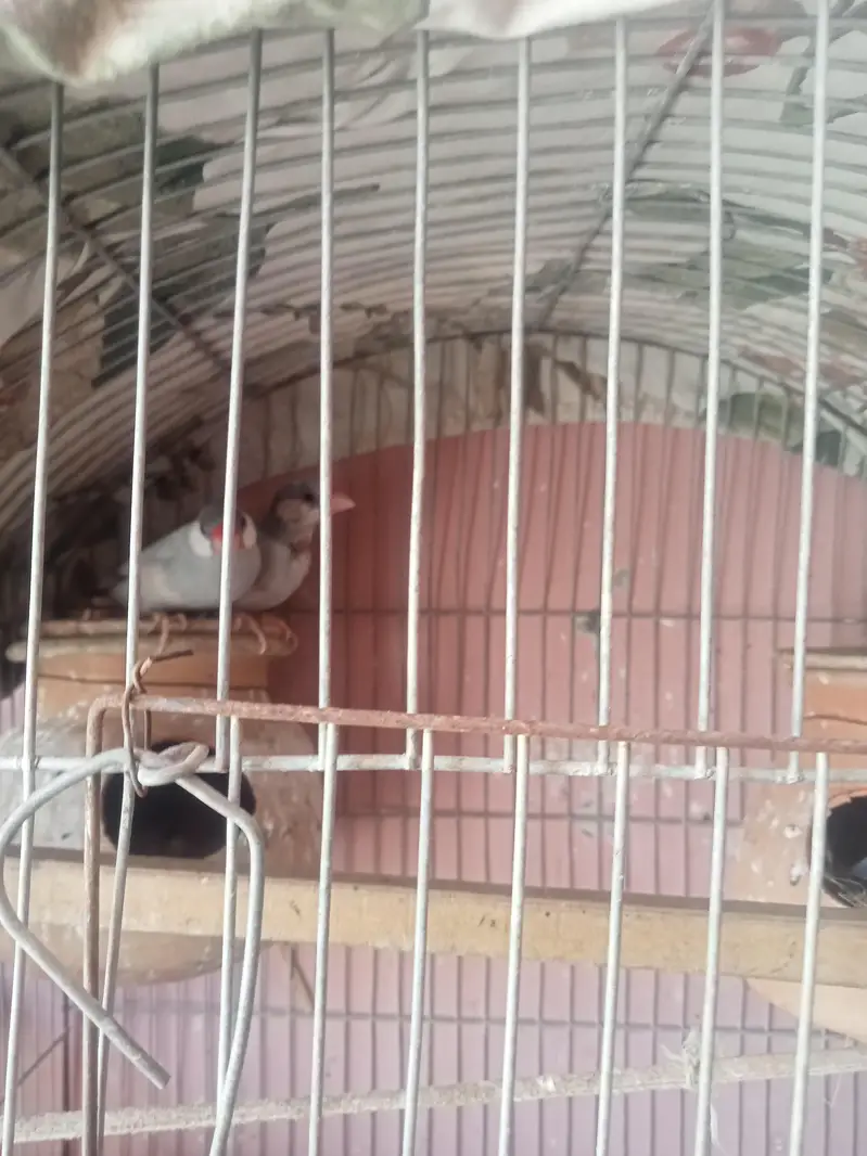 Java finches Ur finches — photo 2