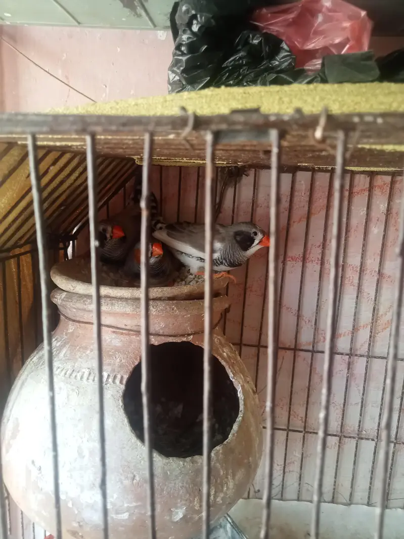 Java finches Ur finches — photo 3