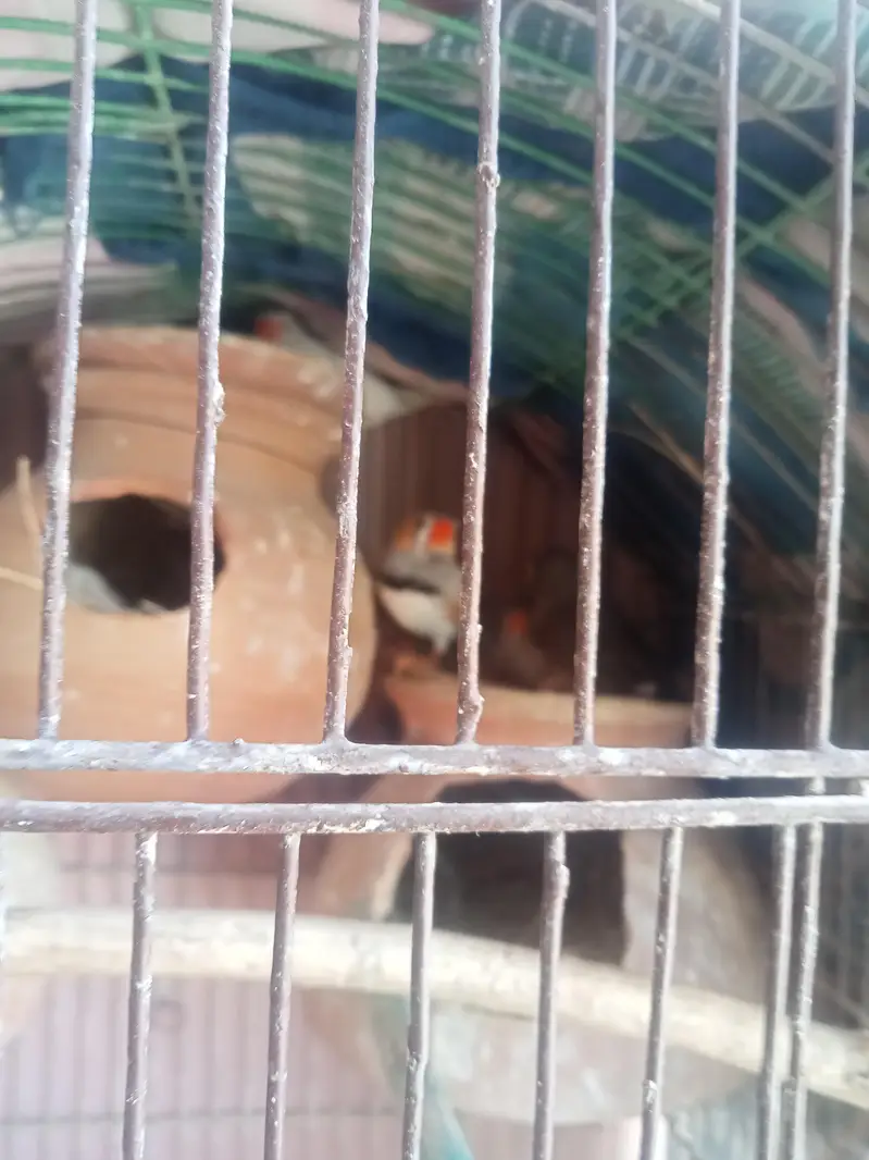 Java finches Ur finches — photo 4