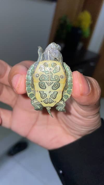2 baby red eared sliders