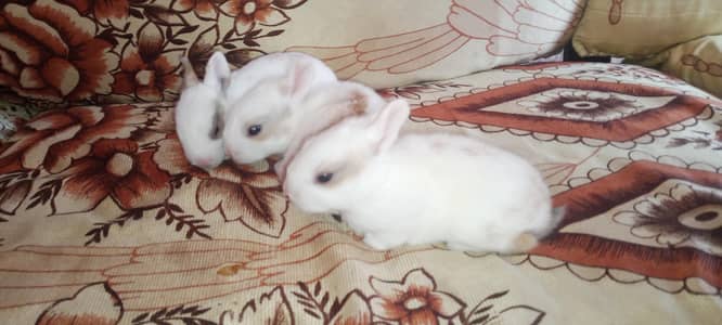 Rabbit babies