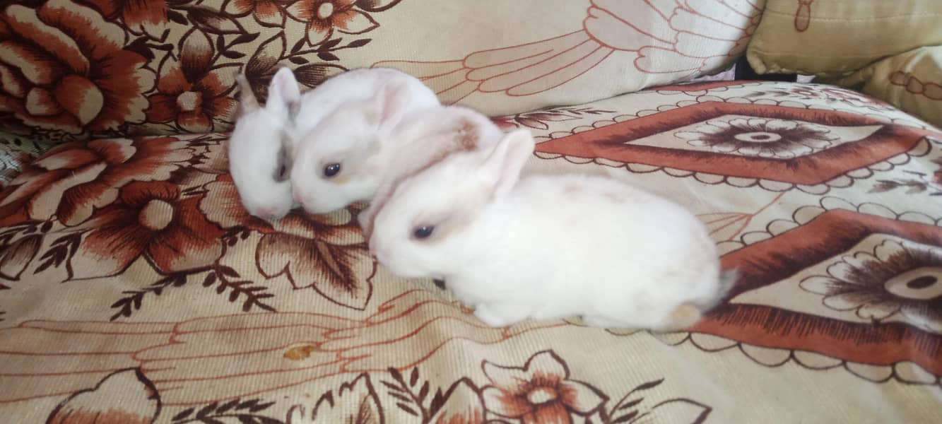 Rabbit babies 0