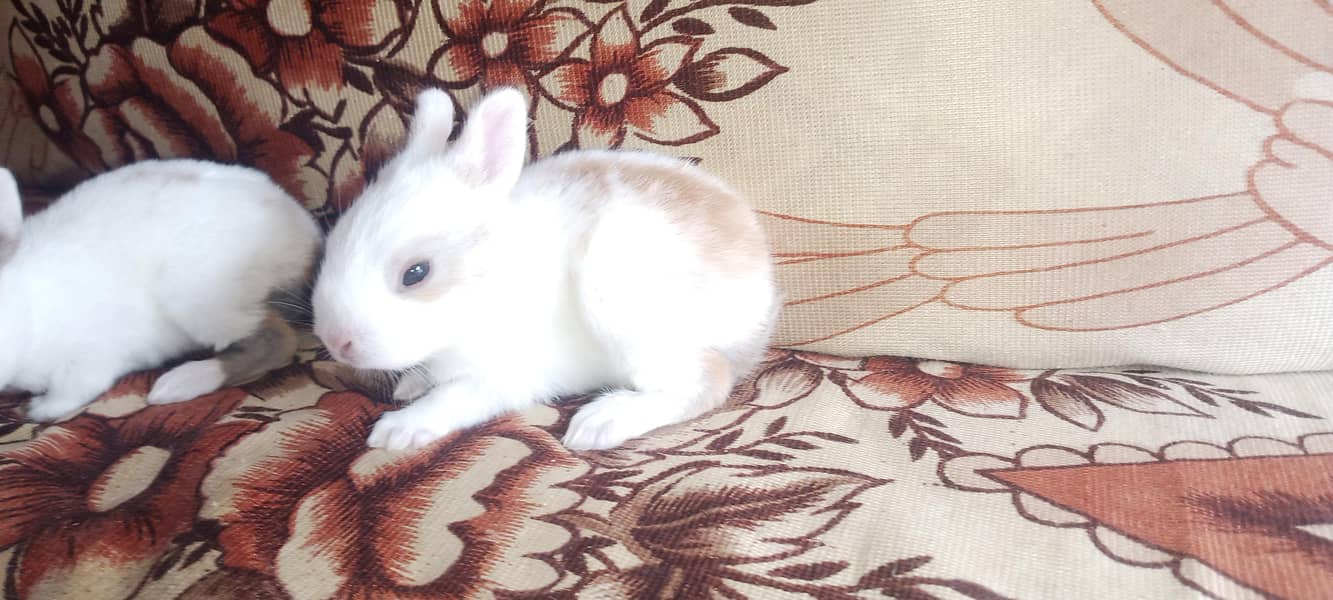 Rabbit babies 2