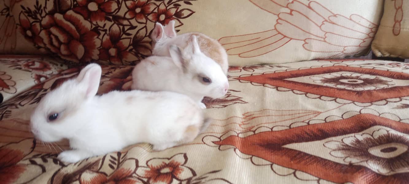 Rabbit babies 3