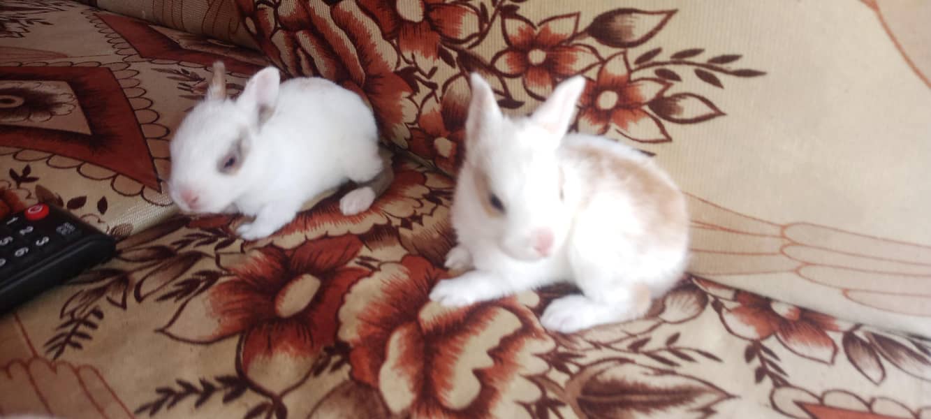 Rabbit babies 4