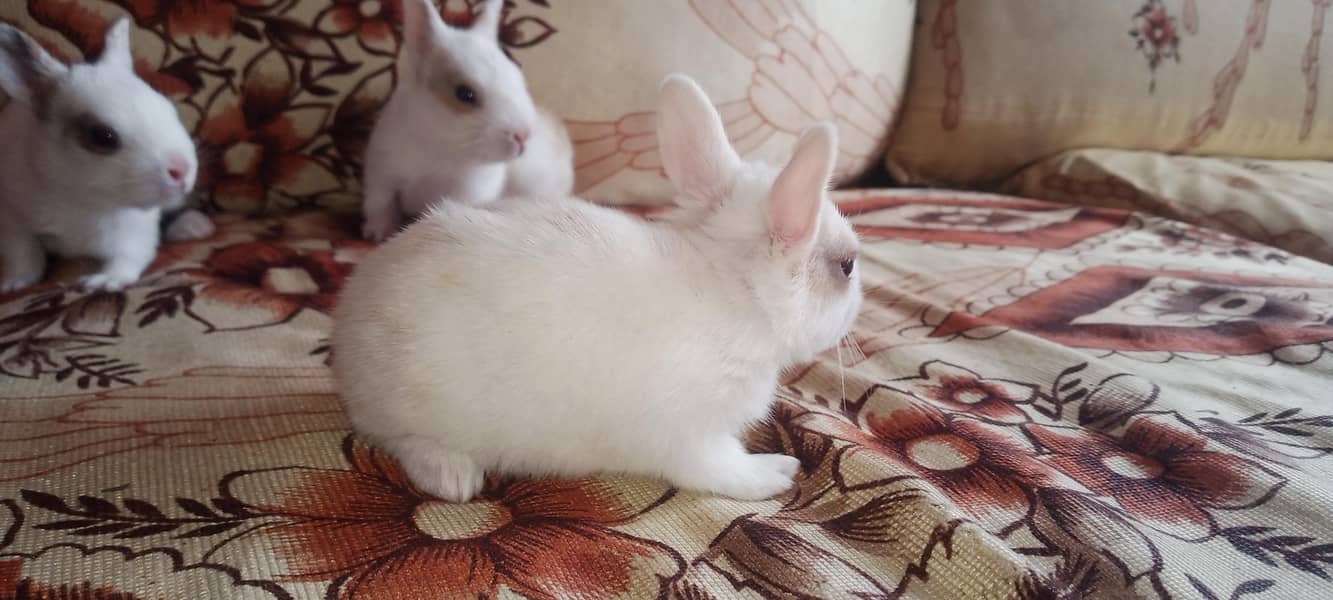 Rabbit babies 5