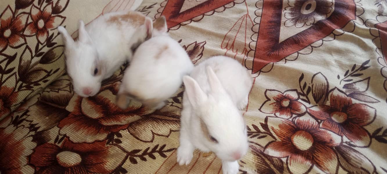 Rabbit babies 6