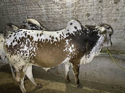 Beautiful Animal for EID ul AZHA =DONDA