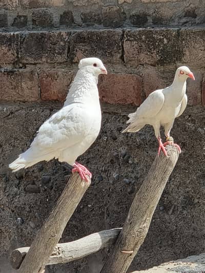 Unique pegions for sale