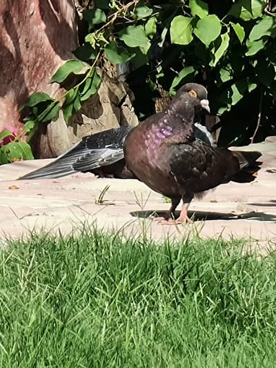 Unique pegions for sale