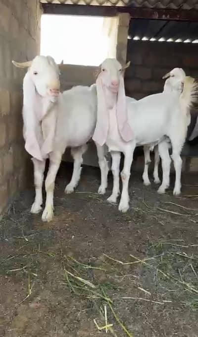 goat for qurbani