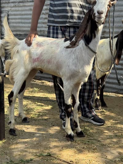 Qurbani k Bakry | bakra | bakray | bakrey 03074335535