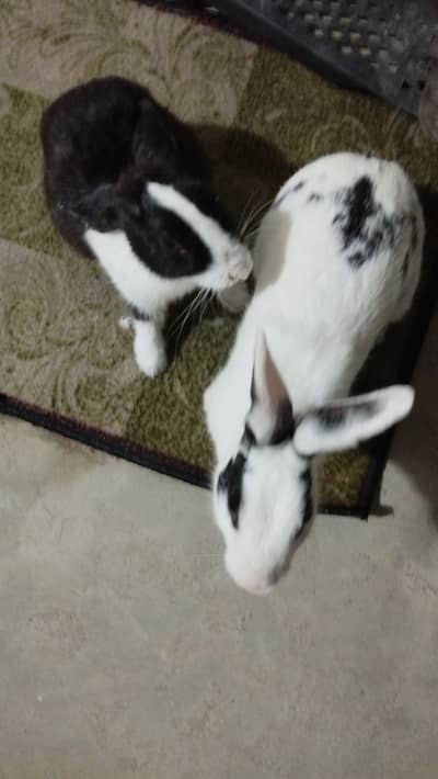 Rabbits looking for new home