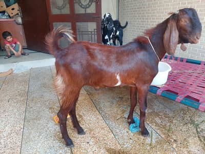 Desi bakra 2 Dant for sale.