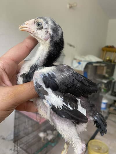Top Quality aseel chicks lasani,hera