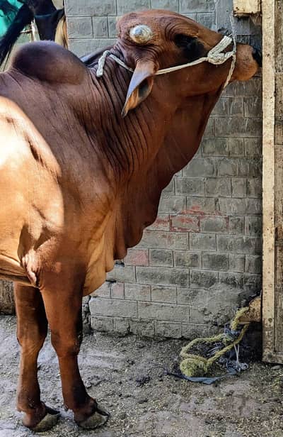 sahiwal bull / vehra for qurbani/ Dark Red color