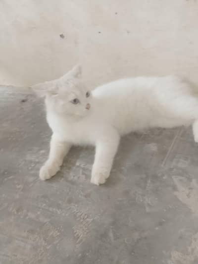 cat  for sale