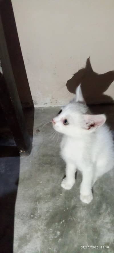 white long hair mix kitten 2month fluffy