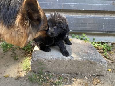 Black German Shepherd Puppies