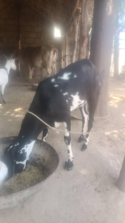 black wali bakri ha  or wahite wala bakra ha bakri ke umer 2sal ha or